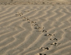„Стъпки в пясъка” на Антоанета Баева 