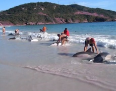 30 делфина на сушата и един пример за истинска човещина! Трогателно и силно видео! 