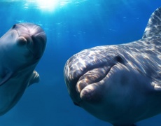 Няколко кадъра на делфини в естествената им среда