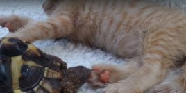 Костенурка се опитва да яде лапите на котка
