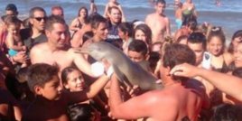 Туристи убиват делфинче заради няколко селфита