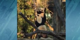 Мама помага на бебе панда да слезе от дърво