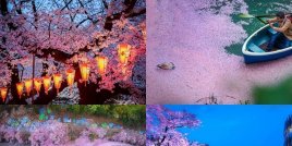 17 невероятни снимки от цъфтежа на японските вишни