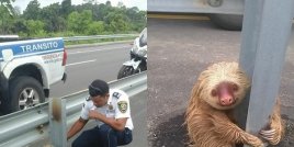Добро дело! Полицаи спасиха ленивец на пътя
