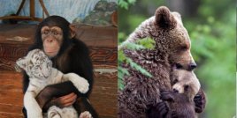 15 снимки на прегръщащи се животни, които ще усмихнат деня ви