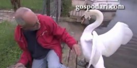 Мъж спасява малко лебедче