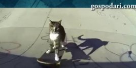 Котка скейтбордист показва невероятни умения