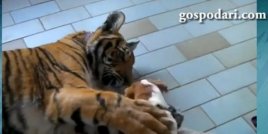 Опасна игра: Куче се бори с тигър