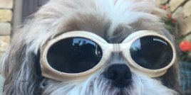 Куче с очила стана сензация в интернет