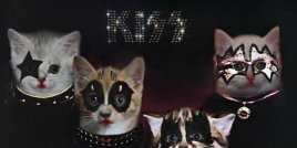 Обложки на известни албуми, пресъздадени с котета