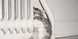 Снимки показват, че котките могат да спят навсякъде