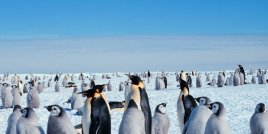 Как реагират пингвините на оперно пеене?