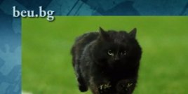 Котка на ръгби мач подлуди фотошоп маниаците