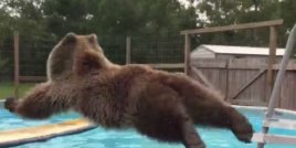Тази мечка Гризли току що е открила басейна!