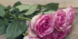 Значението, което стои зад популярните цветя, подарявани за Свети Валентин