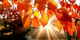 9 прекрасни есенни цитата, с които да отпразнуваме сезона