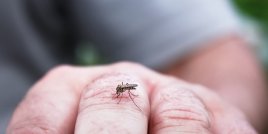 Как да отблъснем комарите най-ефективно?