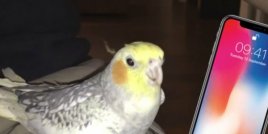 Домашен папагал пее популярен тон на звънене на iPhone, когато е подтиснат! 