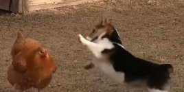 Кокошка и куче на дуел