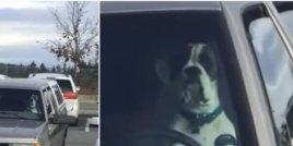 Куче, затворено в паркирана кола, опитва да привлече вниманието на собственика, натискайки клаксона