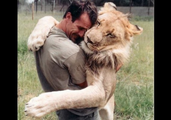 Уникално! Човек се гушка с лъвове (снимки)