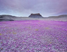 Пустинните цветя – една удивителна гледка! 