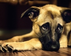 Каква е разликата между кучешкия и човешкия живот? 