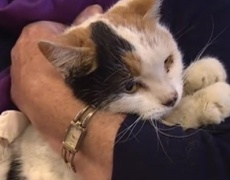 Котка оцелява след 6 седмици в комин
