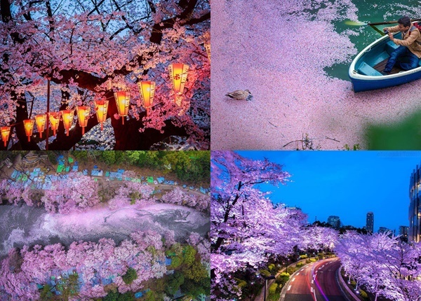 17 невероятни снимки от цъфтежа на японските вишни