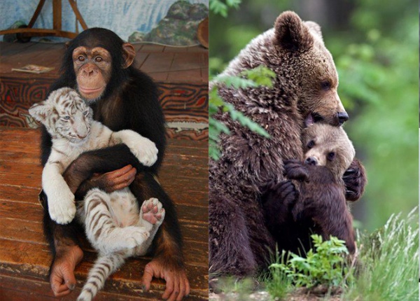 15 снимки на прегръщащи се животни, които ще усмихнат деня ви