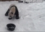 Панда си устройва снежно забавление