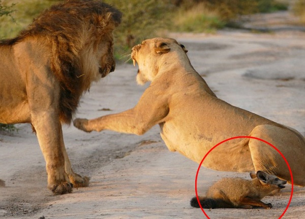 Фотограф улавя невероятна история, когато лъвове се сблъскват с ранена лисица