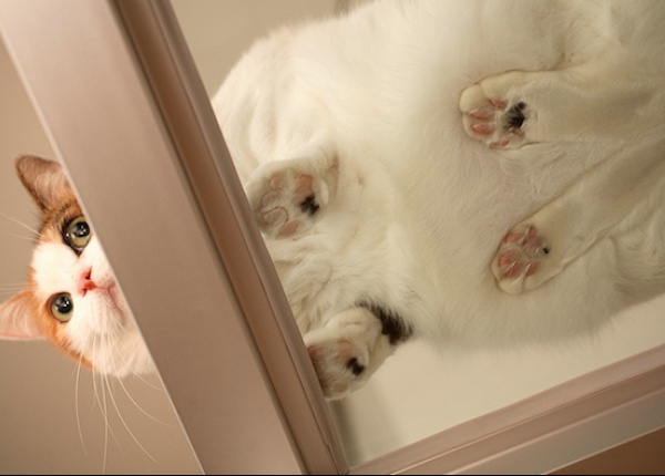 Очарователни котки върху стъклени маси