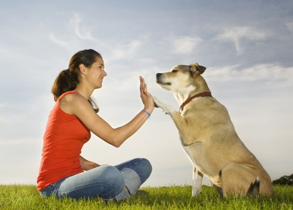 Вашето куче предпочита да понижите тона и да говорите само с жестове