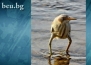 Дългокрака птица стана повод за нова фотошоп битка