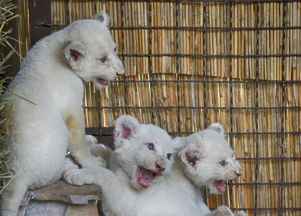 5 бели лъвчета се родиха в Украйна