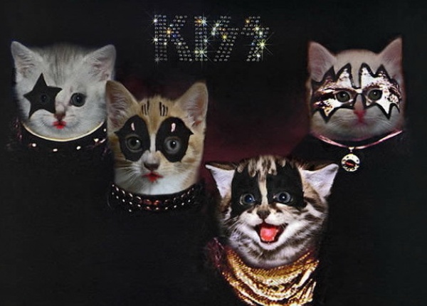 Обложки на известни албуми, пресъздадени с котета