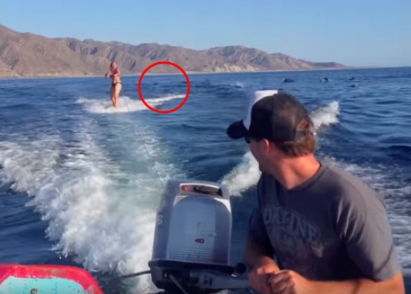 Жена сърфира с уейкборд и нещо се появява във водата. 