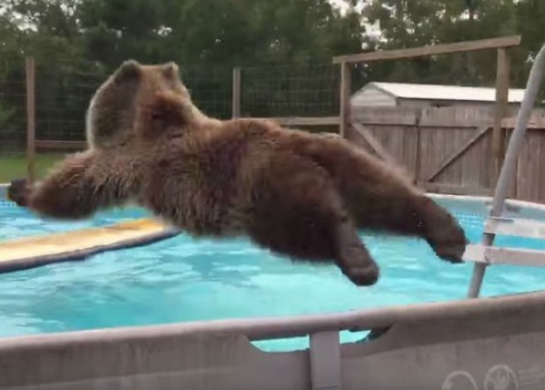 Тази мечка Гризли току що е открила басейна!