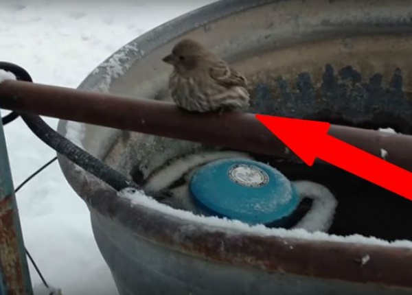 Човек намира птиче със замръзнали върху метална тръба крачета. 