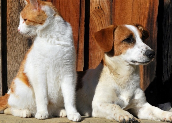 Кучето или котката - кой е по-добрият домашен любимец?