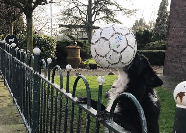 Това куче винаги хвърля топката на улицата. 