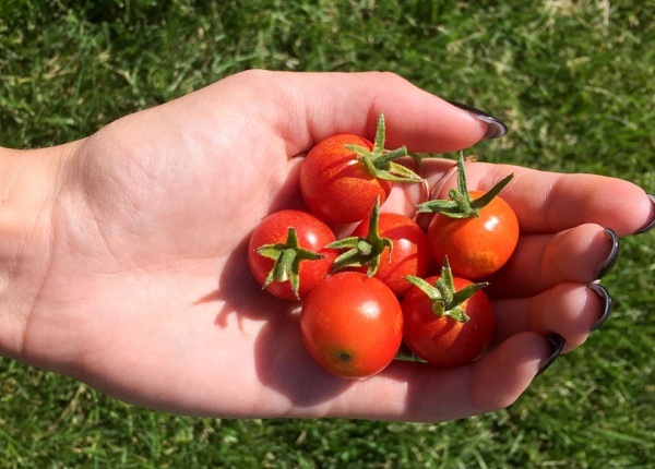 Тайната съставка на доматите, която кожата ви обича