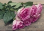 Значението, което стои зад популярните цветя, подарявани за Свети Валентин