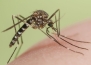Как да се отървете от ухапвания от комари и да спрете сърбежа възможно най – бързо