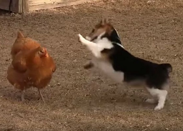Кокошка и куче на дуел
