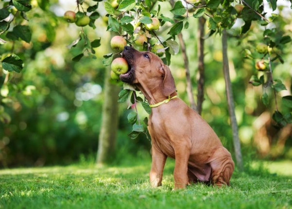Могат ли кучетата да ядат ябълки?