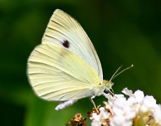 Пеперудата на щастието