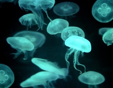 Какво помага при ужилване от медуза?