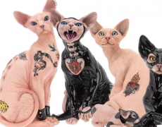 Новата човешка лудост – татуирани котки